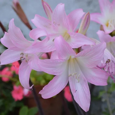 Hotel Gli Acquerelli *